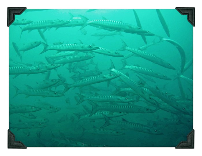 Barracuda in Malaysia